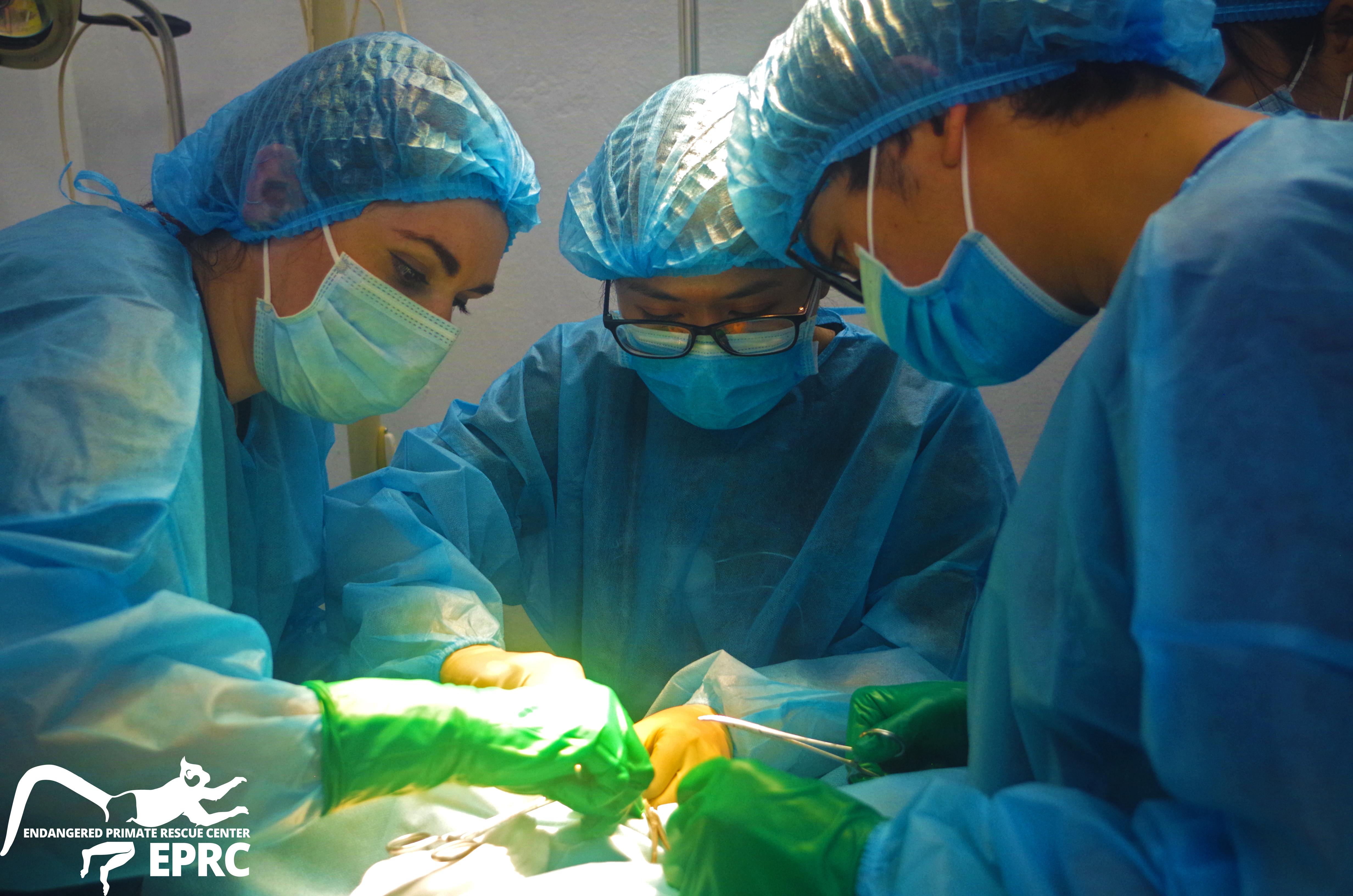 WANTED – Veterinary Advisor! – Endangered Primate Rescue Center